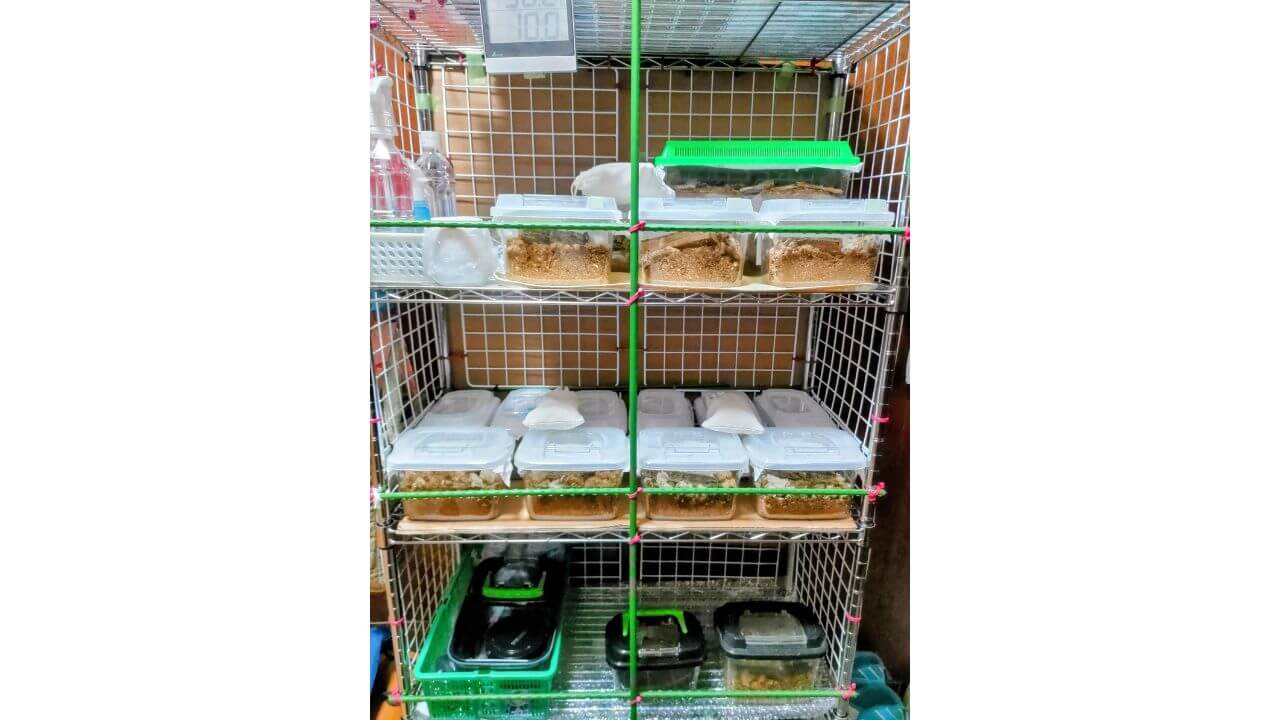 みんなの飼育部屋