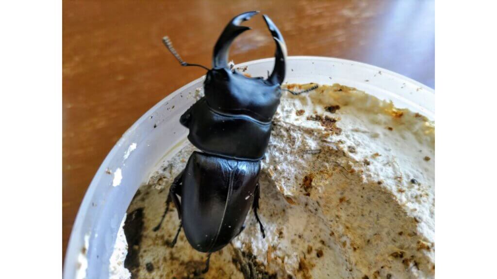 みんなの飼育部屋