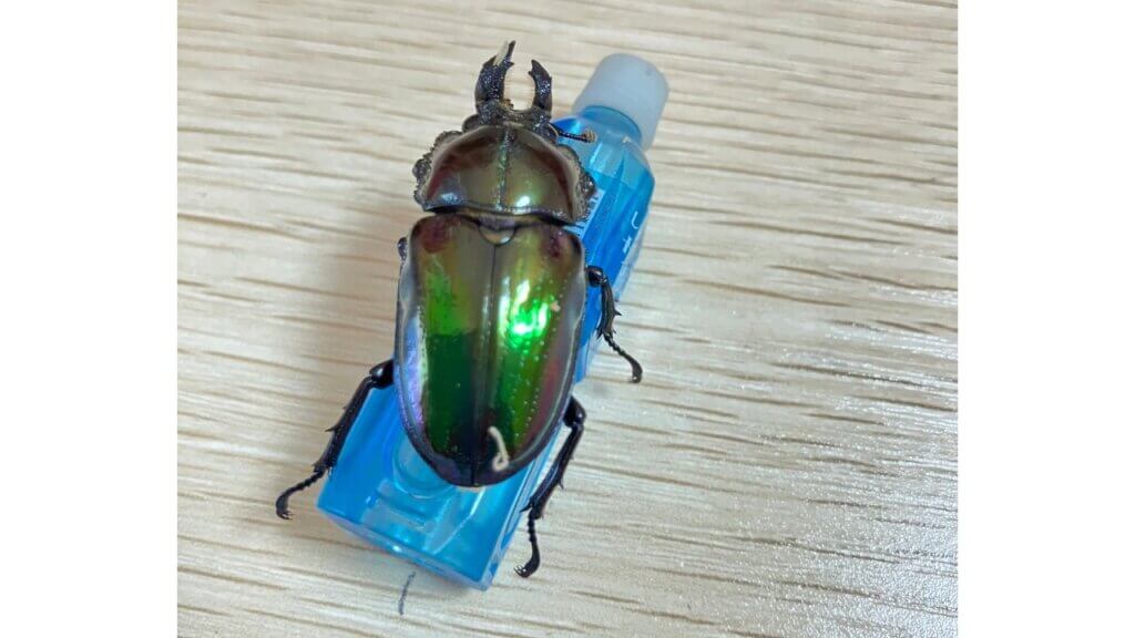 飼育レポート　ニジイロクワガタ
