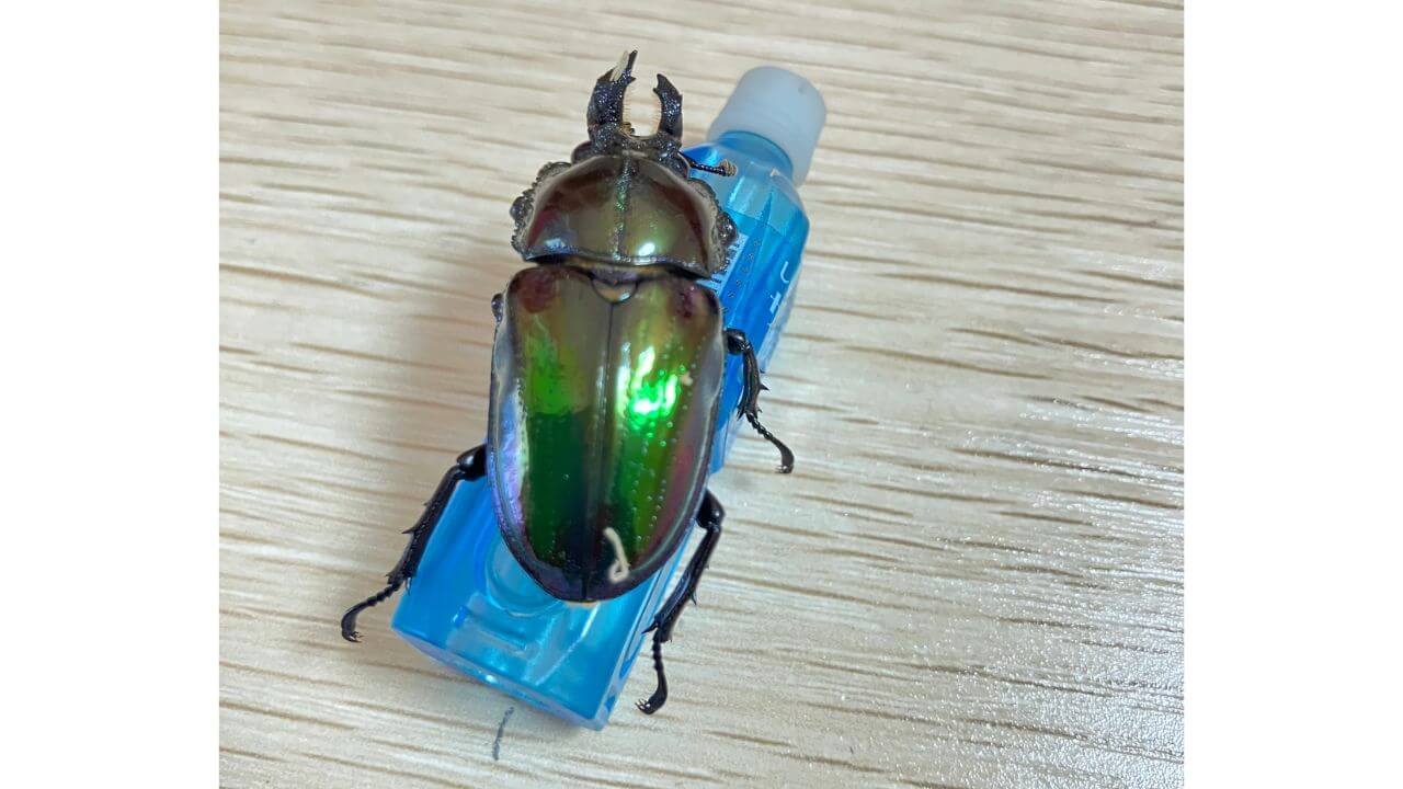 飼育レポート　ニジイロクワガタ