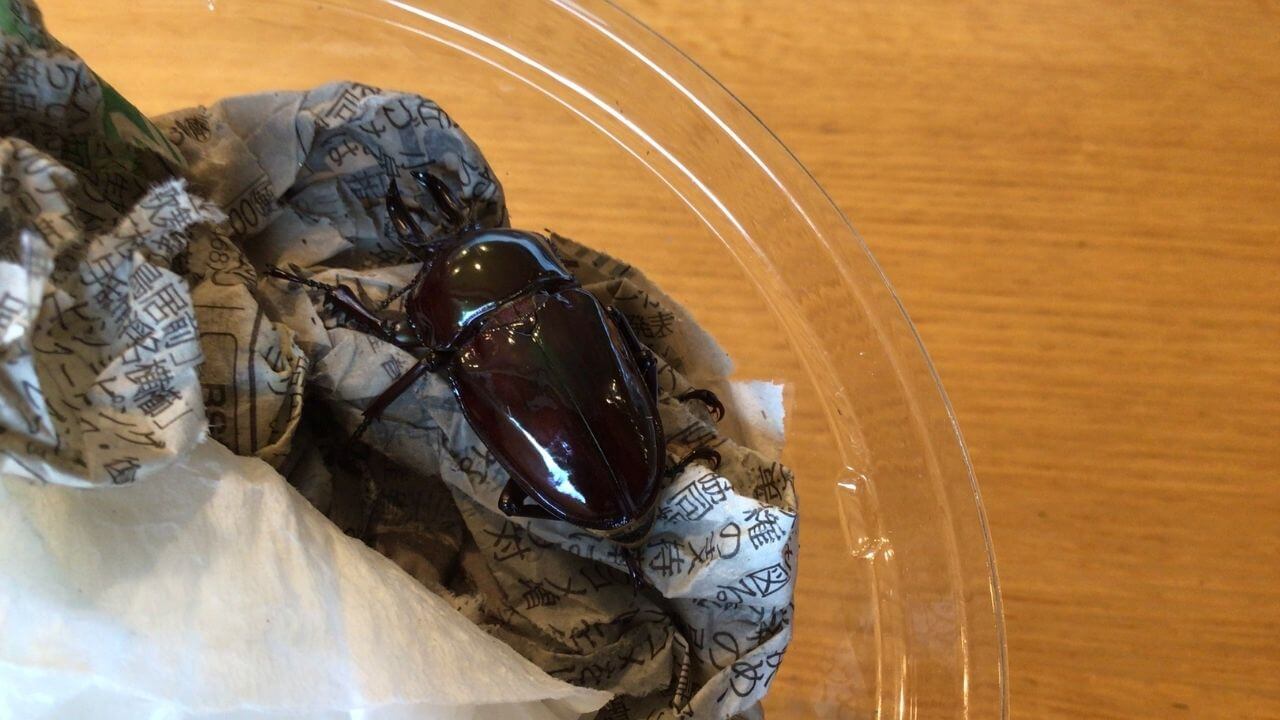 飼育レポート　ニジイロクワガタ