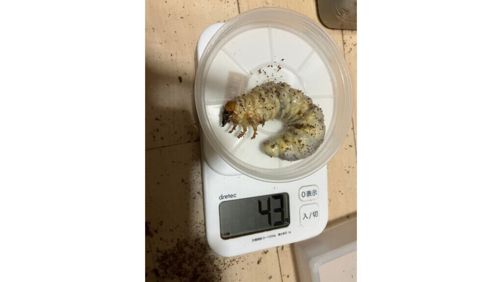 飼育レポート マンディブラリスフタマタクワガタ