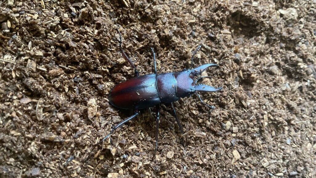 飼育レポート　ノコギリクワガタ