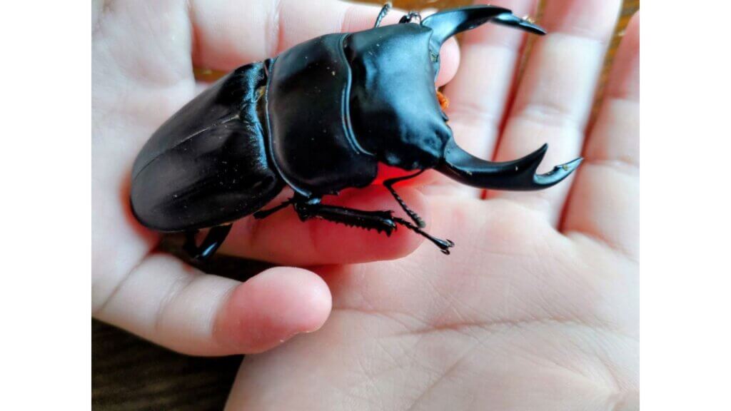 オオクワガタ みんなの