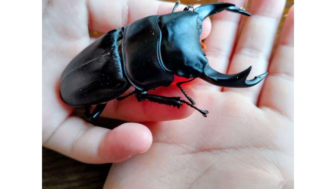 オオクワガタ　 みんなの