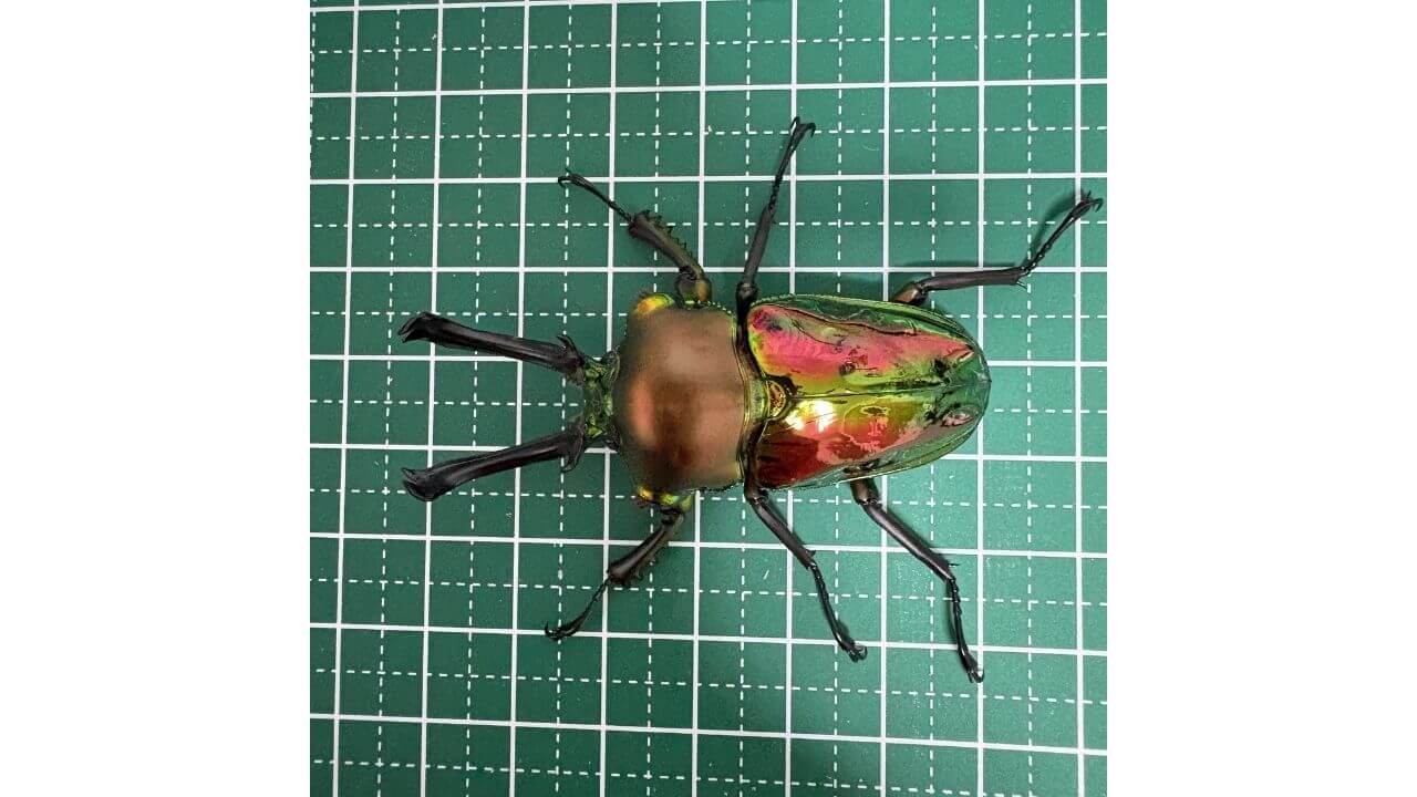 飼育レポート　ニジイロクワガタ