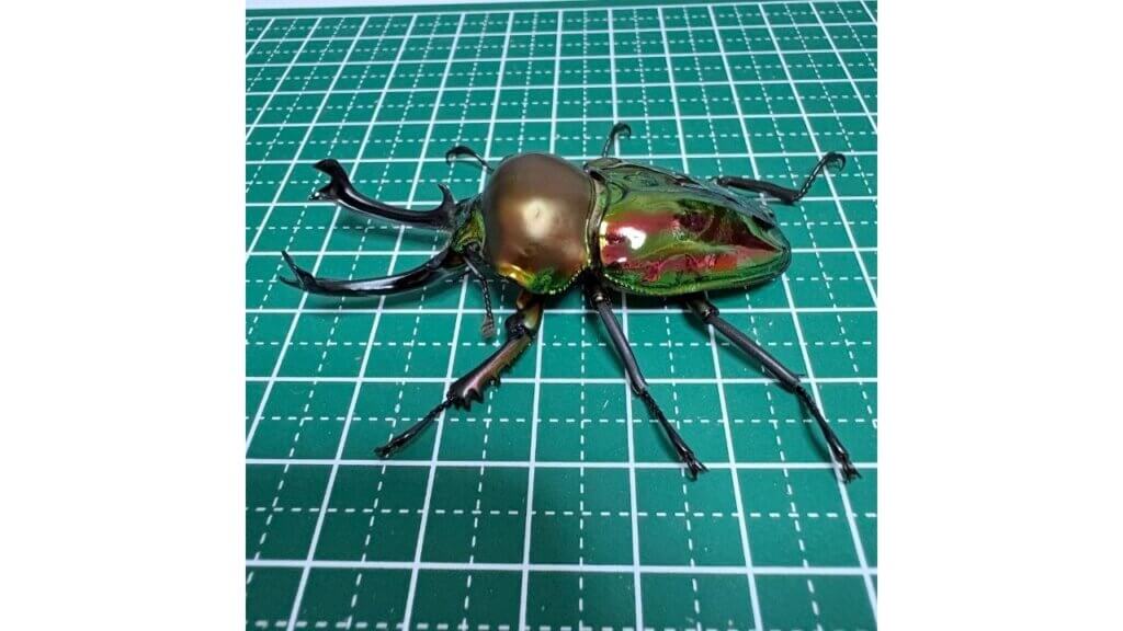 飼育レポート　ニジイロクワガタ
