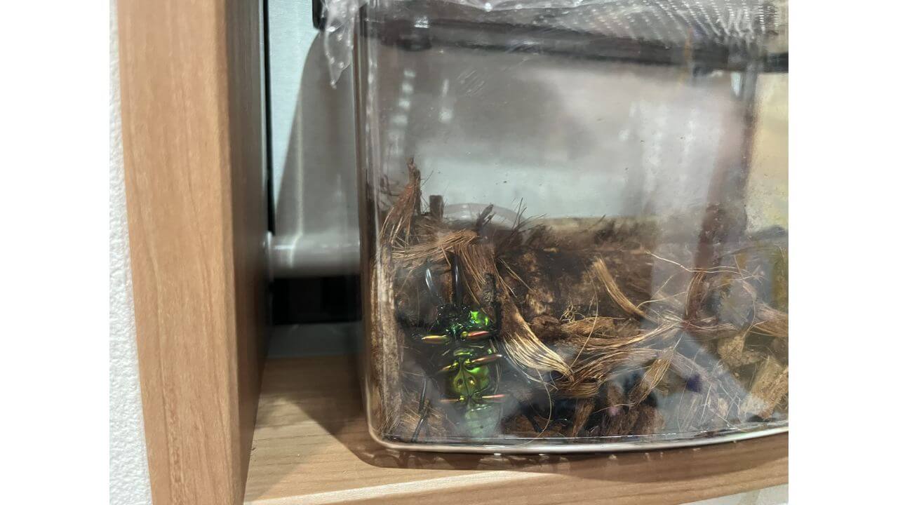 みんなの飼育部屋
