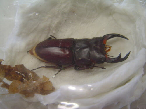 簡易人工蛹室06