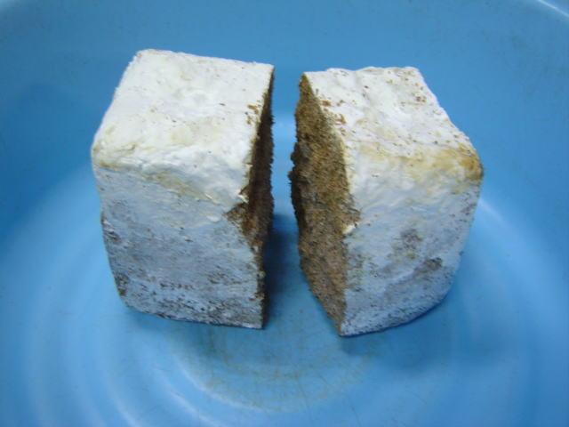 菌床ブロック 半分