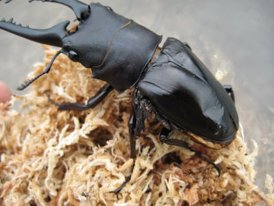 羽化不全ギラファ