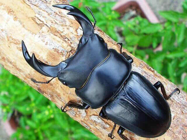 国産オオクワガタ