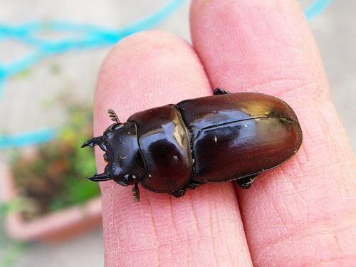 アンティローペb