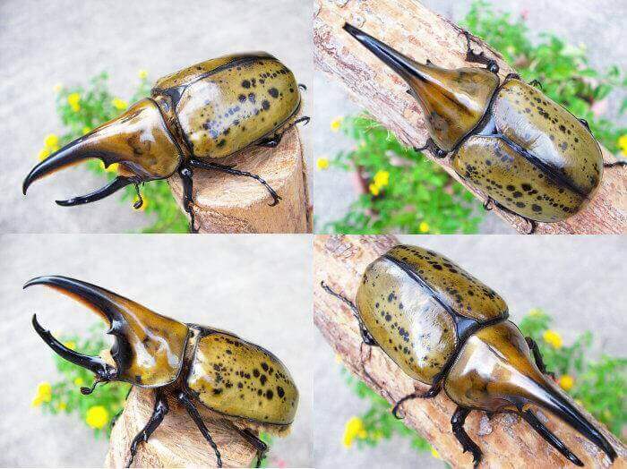 ヒルスシロカブト