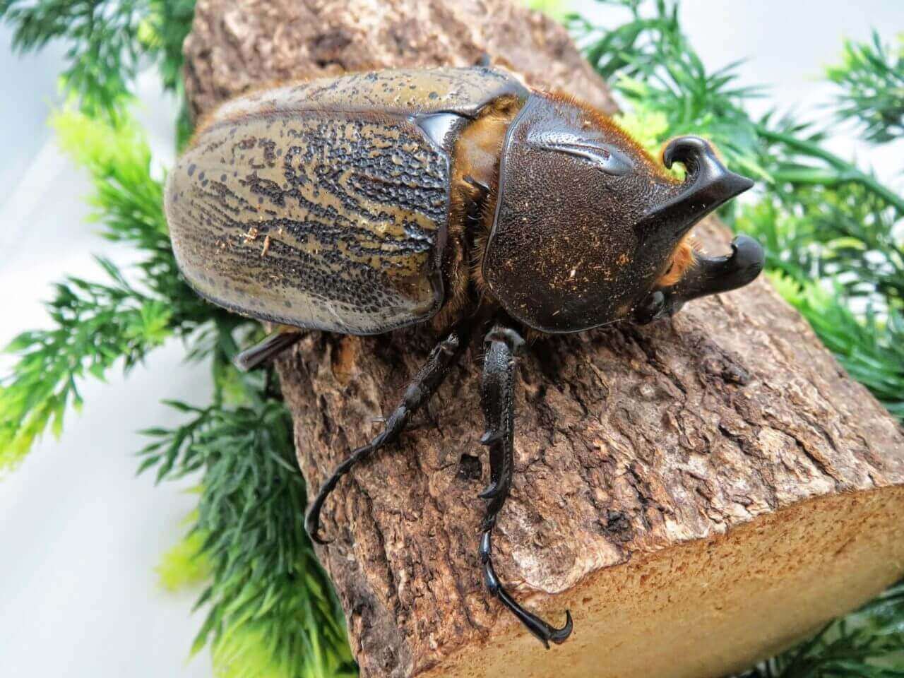 ヘラクレス・ヘラクレス　変わった個体