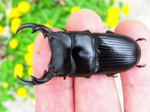 パラレルスネブトクワガタ