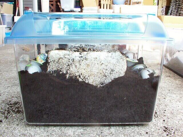 菌床産卵セット