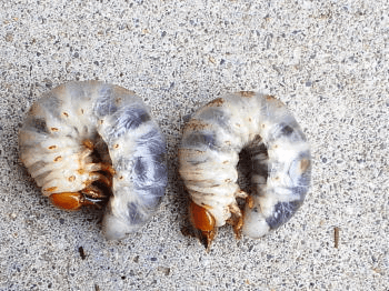 オオクワガタ幼虫　オス・メス　見分け方