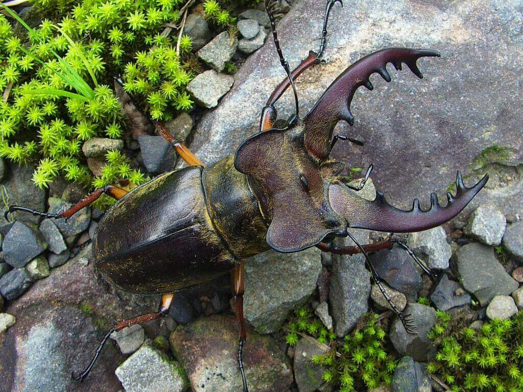 国産ミヤマクワガタ