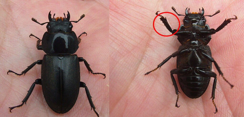 コクワガタ　メス