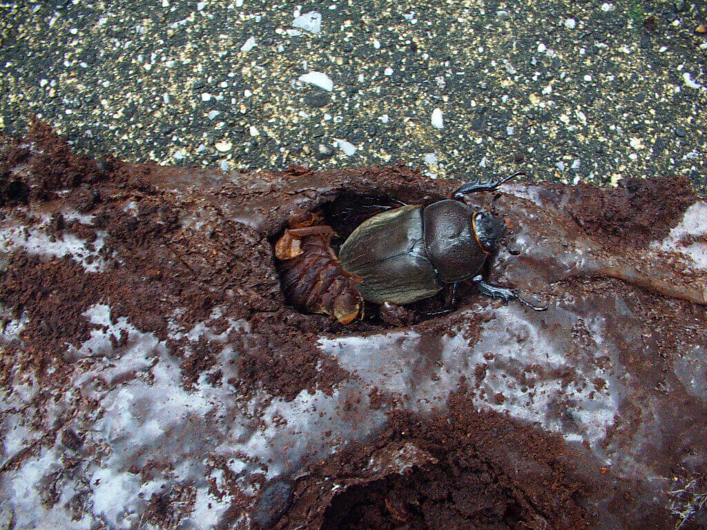 きのこマット　自然産卵