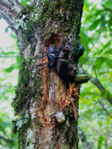 樹液に集まる虫たち