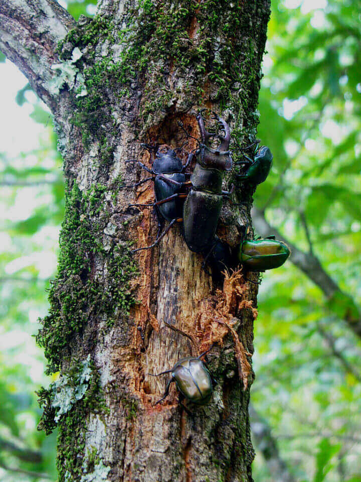 樹液に集まる虫たち