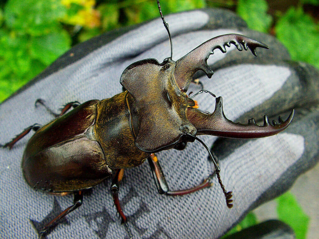 国産ミヤマクワガタ