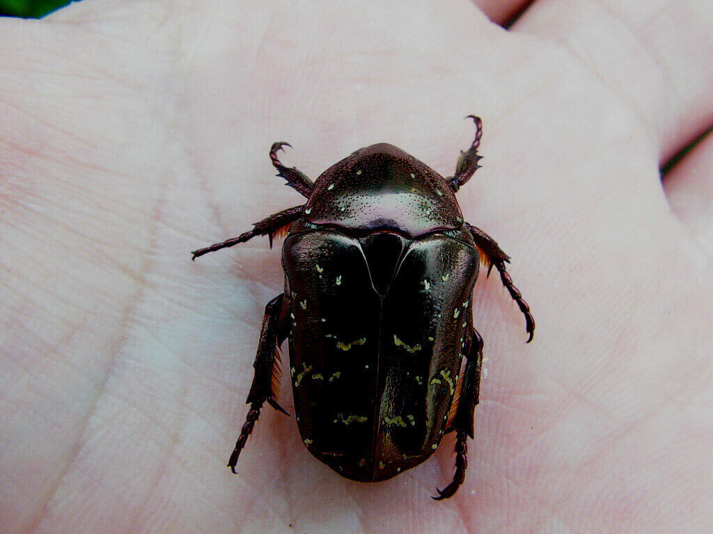 シロテンハナムグリ