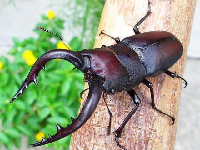 国産ノコギリクワガタ