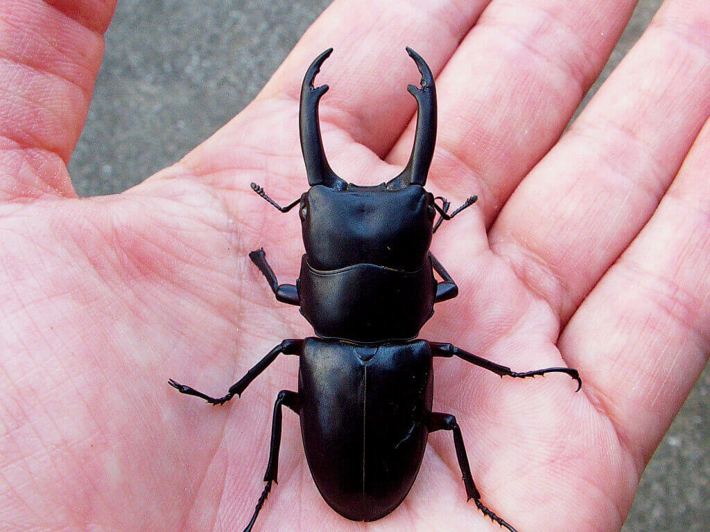 アカアシクワガタ