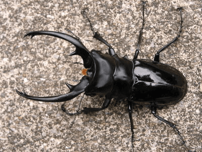 インターメディアツヤクワガタ