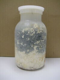 アオカビ　菌糸ビン