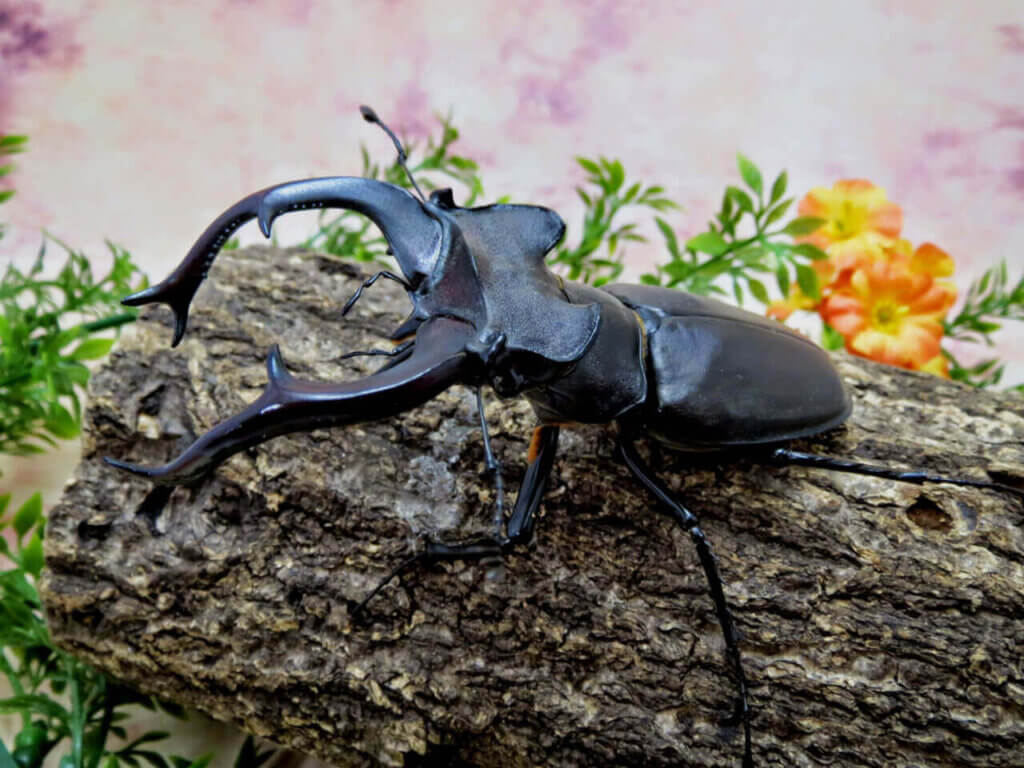 ユダイクスミヤマクワガタ