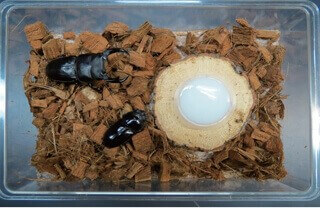 月夜野きのこ園クワガタ菌床販売部 / オオクワガタ専用:産卵初めてセット