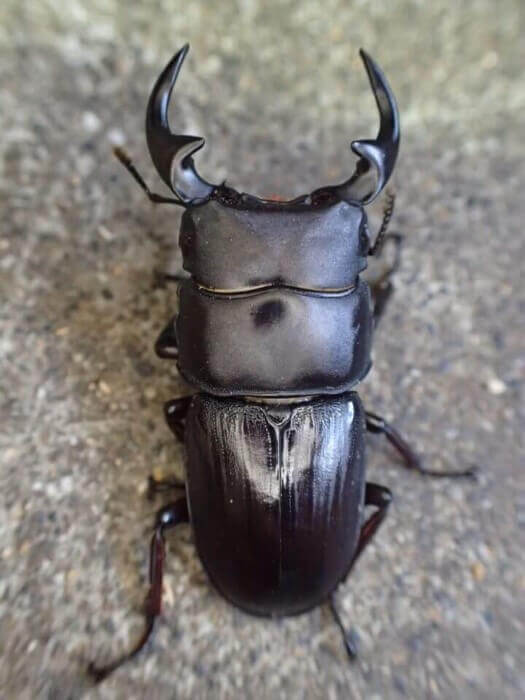 天然オオクワガタ