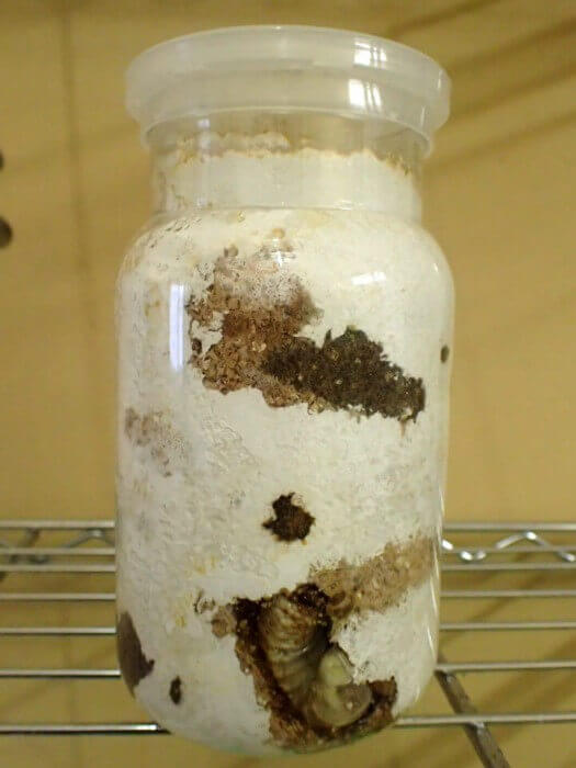 オオクワガタ幼虫飼育