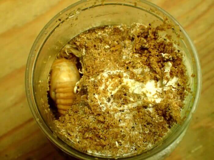 スマトラオオヒラタクワガタ　菌糸ビン　蛹室　キノコ