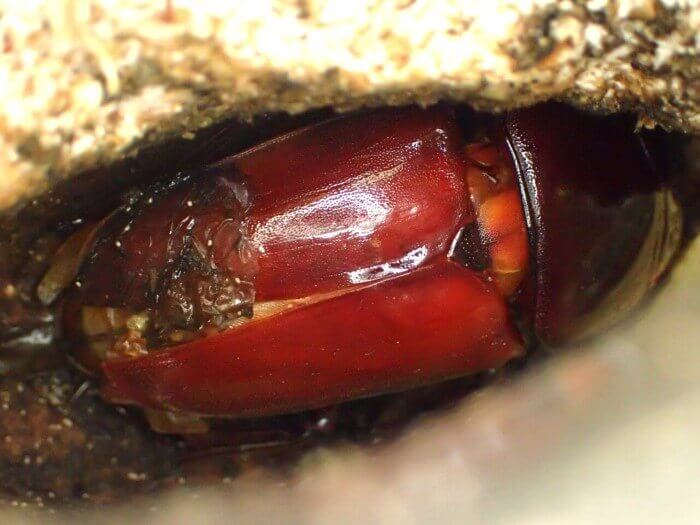 スマトラオオヒラタクワガタ