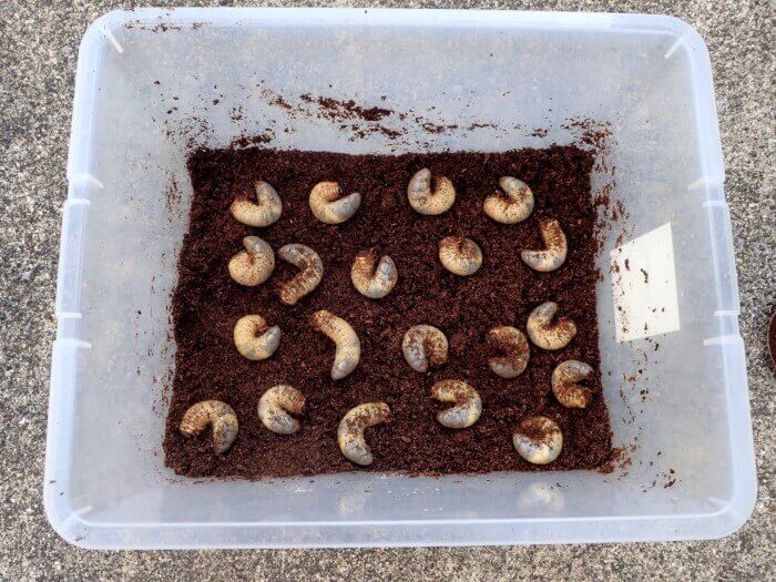 国産カブトムシ　幼虫