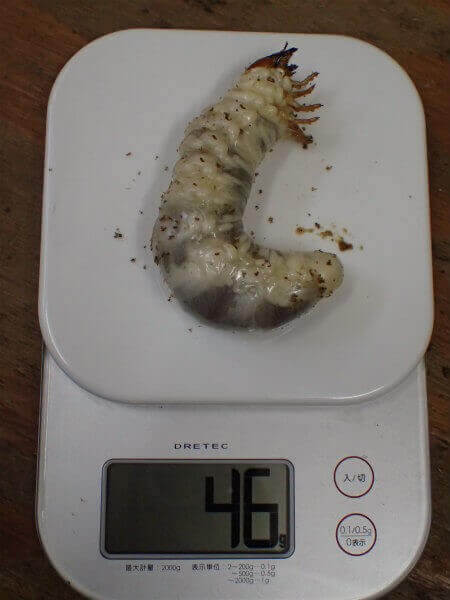 ギラファノコギリクワガタ　幼虫