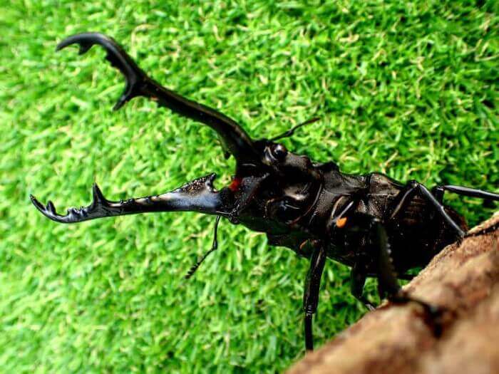 ギラファノコギリクワガタ