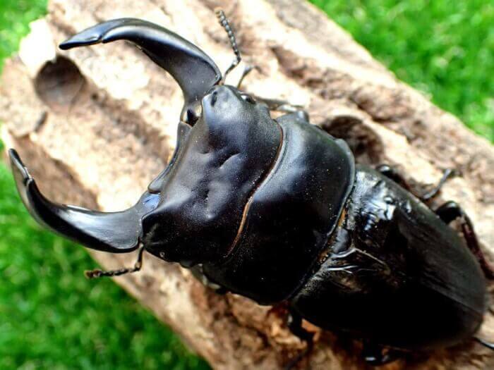 国産オオクワガタ83.8ｍｍ