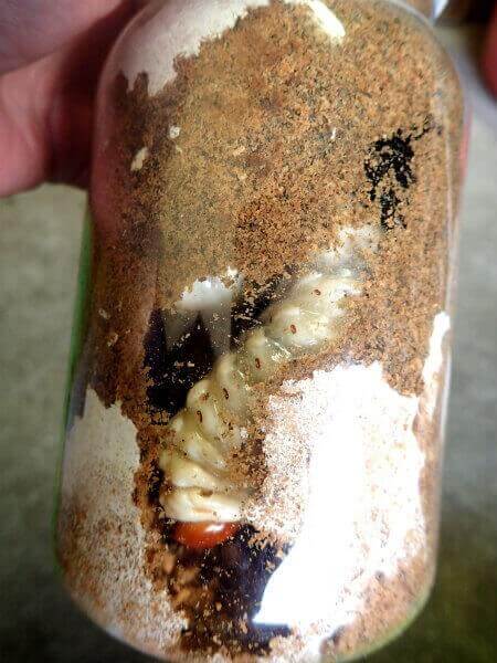 スマトラオオヒラタクワガタ