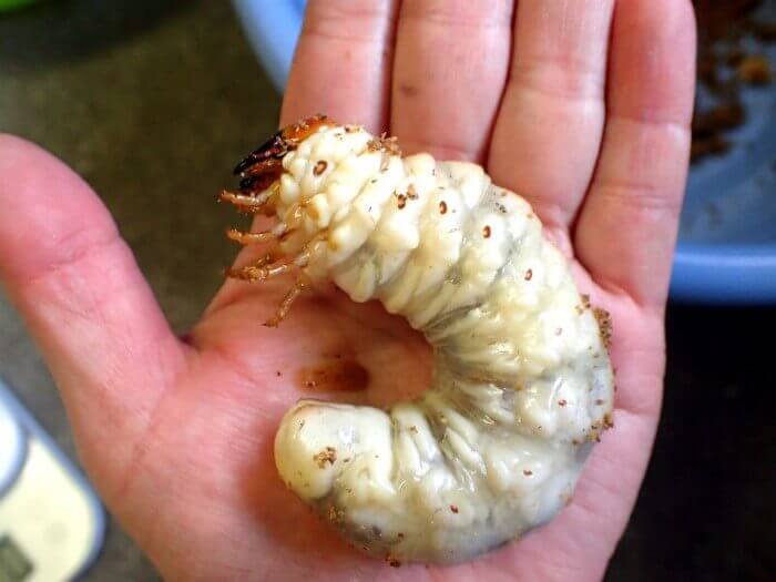 スマトラオオヒラタクワガタ