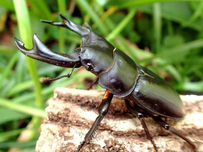 国産オオクワガタ