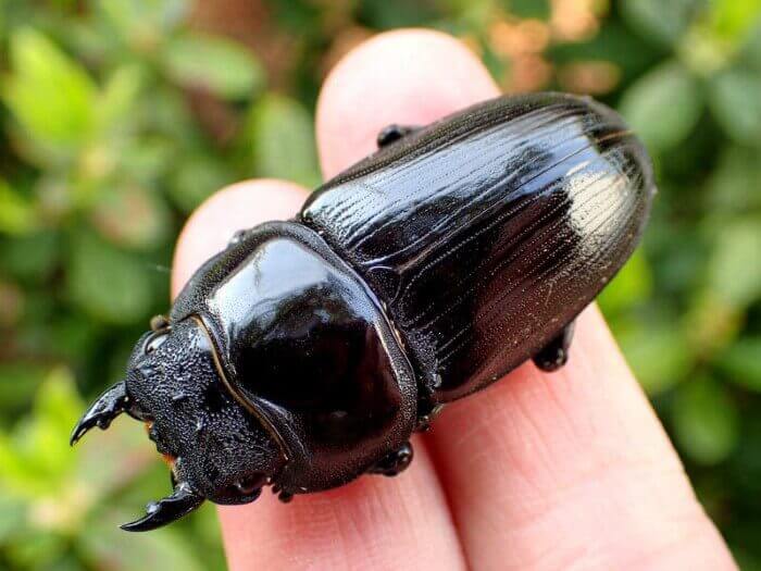 国産オオクワガタ　メス