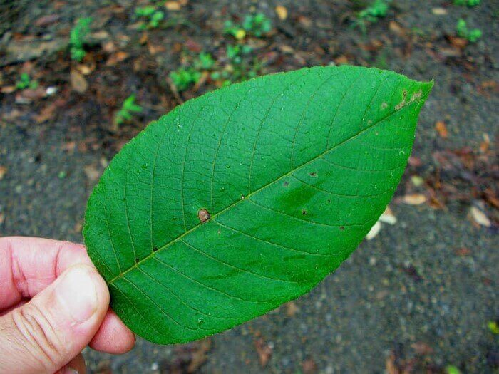 オニグルミの葉