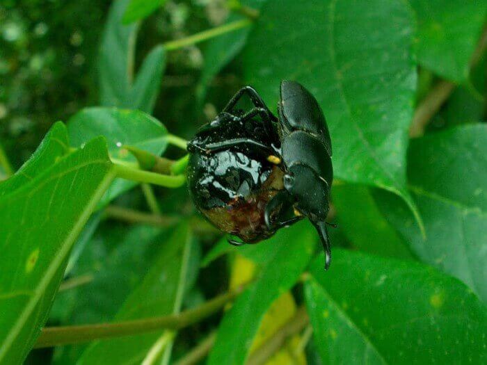 イヌビワ コクワガタ