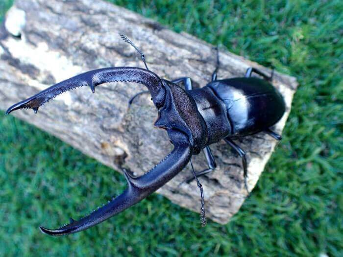 マンディブラリスフタマタクワガタ